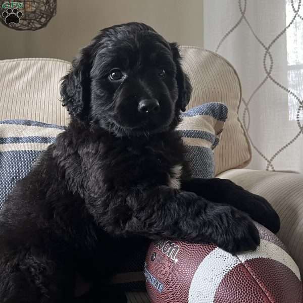 Damion, Portuguese Water Dog Mix Puppy