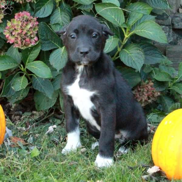 Dana, Cane Corso Mix Puppy