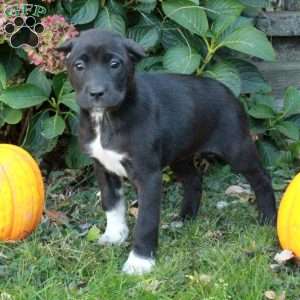 Dana, Cane Corso Mix Puppy