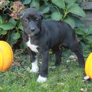 Dana, Cane Corso Mix Puppy