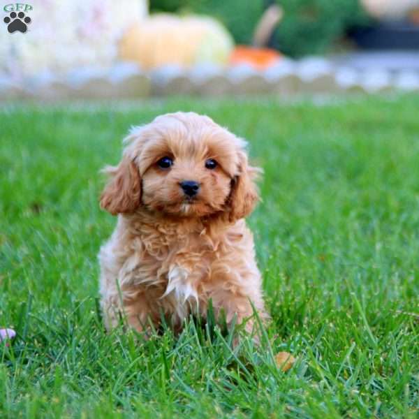 Dandy, Cavapoo Puppy