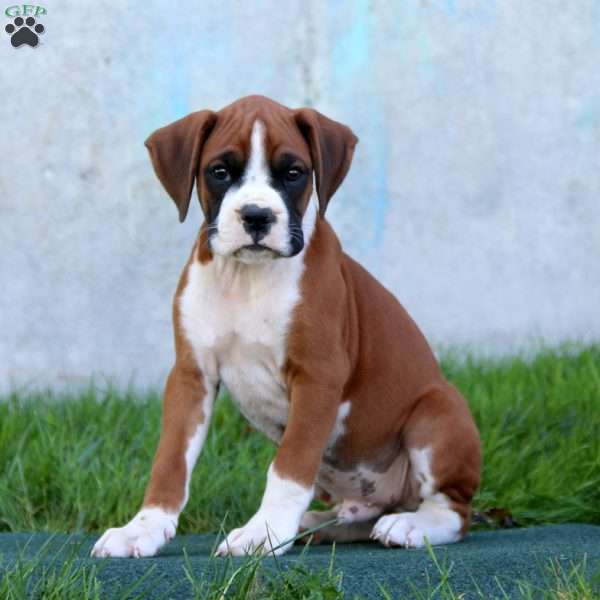 Dandy, Boxer Puppy