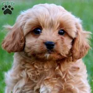 Dandy, Cavapoo Puppy