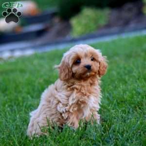 Dandy, Cavapoo Puppy