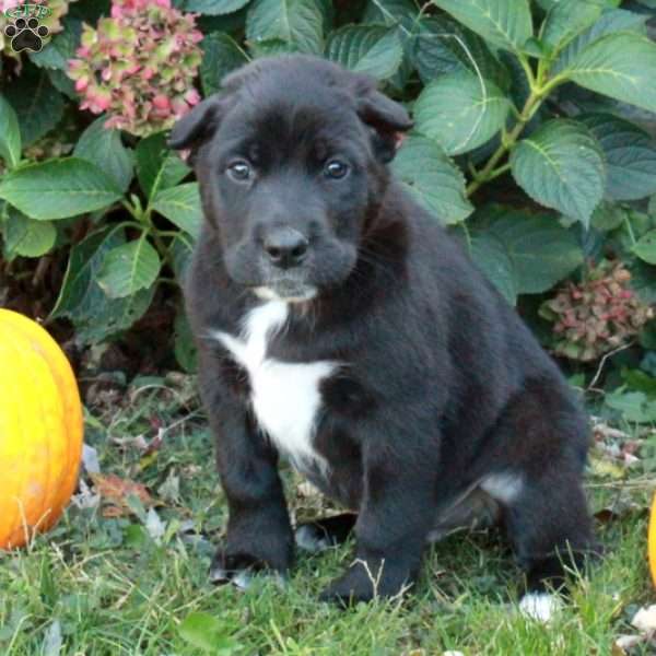 Dante, Cane Corso Mix Puppy