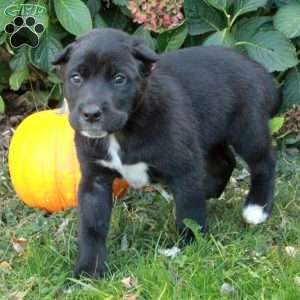 Dante, Cane Corso Mix Puppy