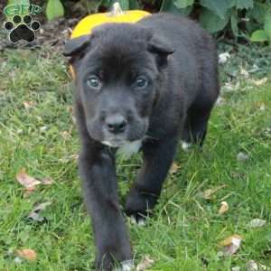 Dante, Cane Corso Mix Puppy