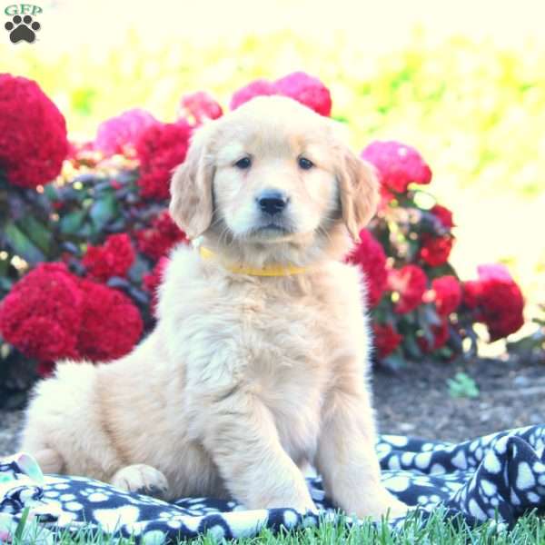 Daphne, Golden Retriever Puppy