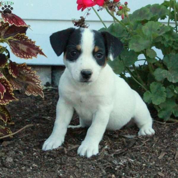 Daphne, Jack Russell Terrier Puppy