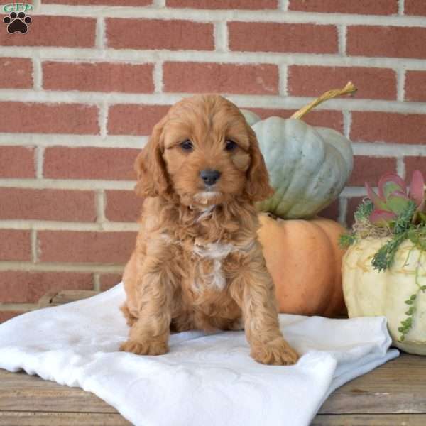 Daphne, Cavapoo Puppy