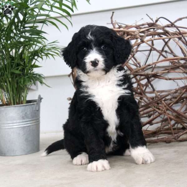 Daphne, Bernedoodle Puppy