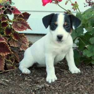 Daphne, Jack Russell Terrier Puppy