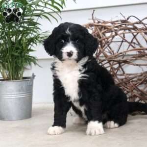 Daphne, Bernedoodle Puppy