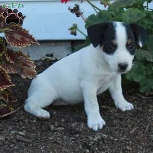 Daphne, Jack Russell Terrier Puppy