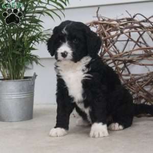 Daphne, Bernedoodle Puppy