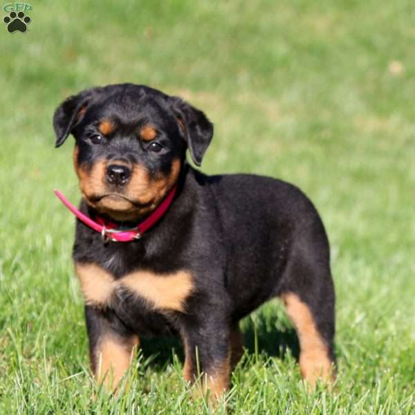 Daphne, Rottweiler Puppy