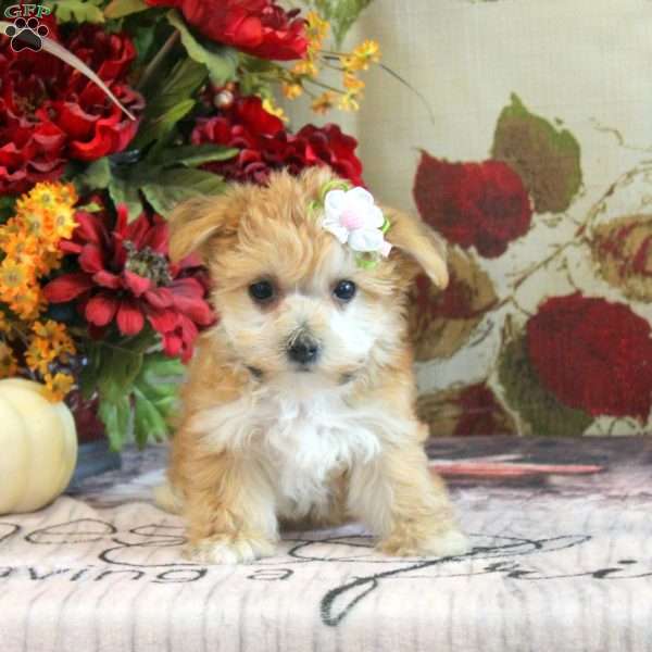 Darcy, Yorkie-Chon Puppy