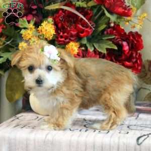 Darcy, Yorkie-Chon Puppy