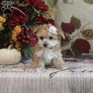 Darcy, Yorkie-Chon Puppy