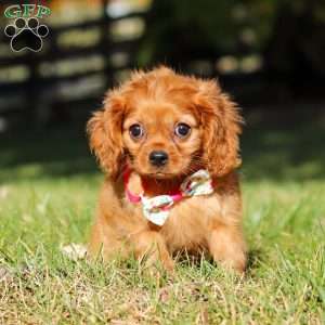 Darla, Cavalier King Charles Spaniel Puppy