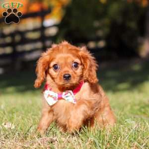 Darla, Cavalier King Charles Spaniel Puppy