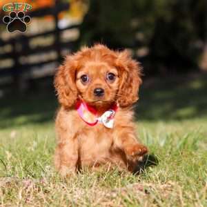 Darla, Cavalier King Charles Spaniel Puppy