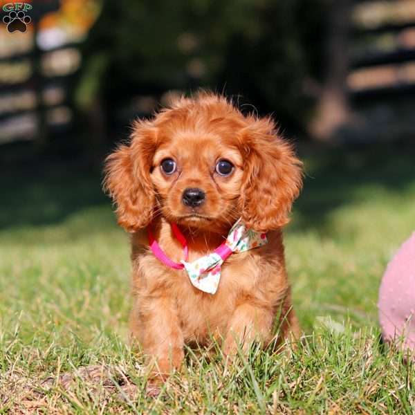 Darla, Cavalier King Charles Spaniel Puppy