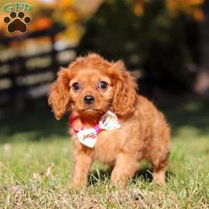 Darla, Cavalier King Charles Spaniel Puppy