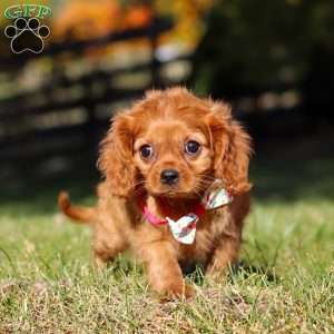 Darla, Cavalier King Charles Spaniel Puppy