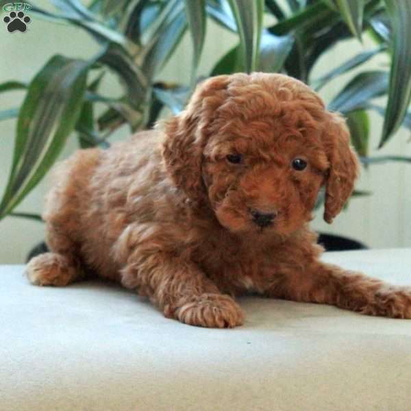 Darla, Miniature Poodle Puppy