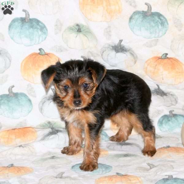 Darla, Yorkie Puppy