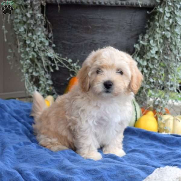 Darla, Maltipoo Puppy