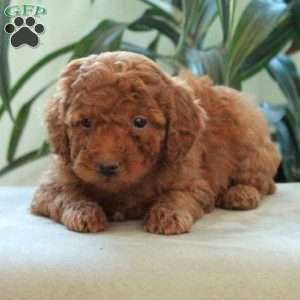 Darla, Miniature Poodle Puppy