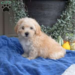 Darla, Maltipoo Puppy