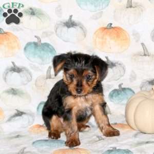 Darla, Yorkie Puppy