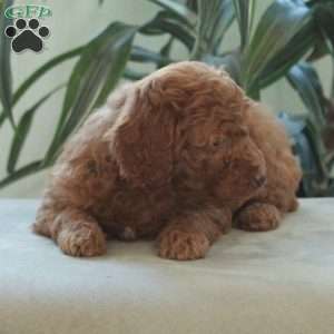 Darla, Miniature Poodle Puppy