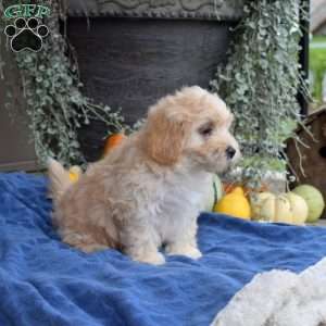 Darla, Maltipoo Puppy