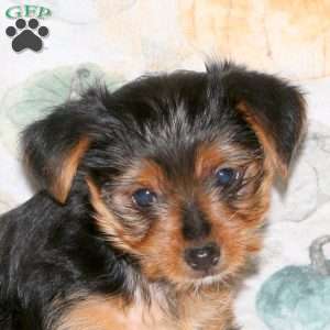 Darla, Yorkie Puppy