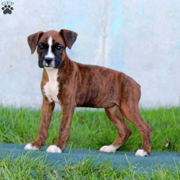 Darla, Boxer Puppy