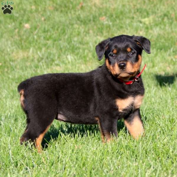 Darla, Rottweiler Puppy