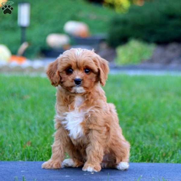 Darla, Cavapoo Puppy