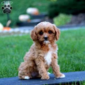 Darla, Cavapoo Puppy