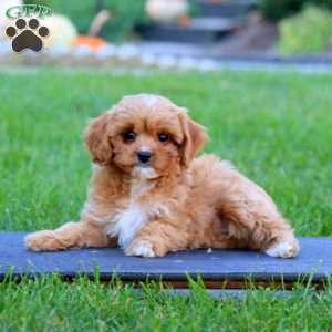 Darla, Cavapoo Puppy