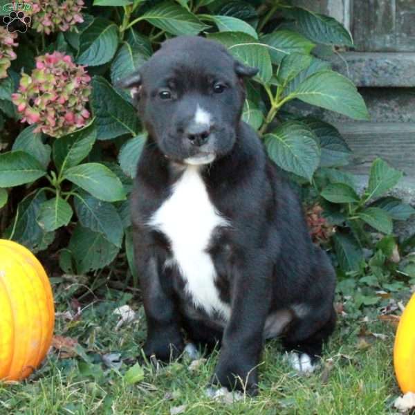 Dash, Cane Corso Mix Puppy