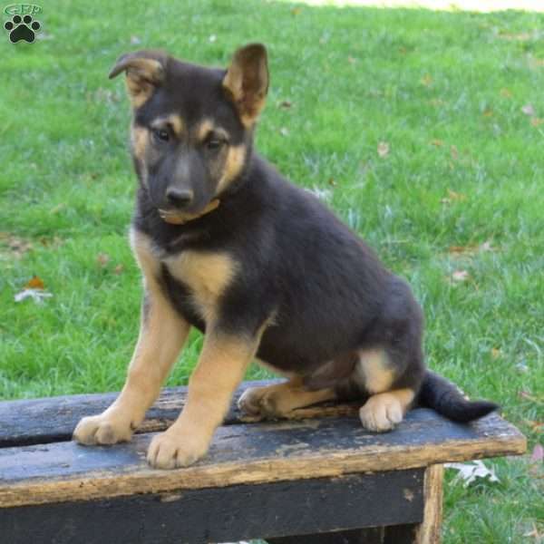 Dash, German Shepherd Mix Puppy