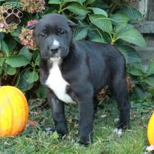 Dash, Cane Corso Mix Puppy