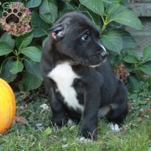 Dash, Cane Corso Mix Puppy