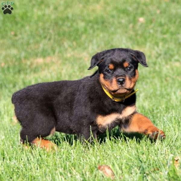 Dash, Rottweiler Puppy