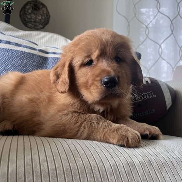 Dash, Golden Retriever Puppy