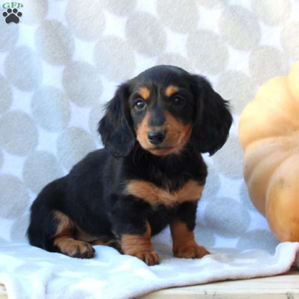 Dasha – Mini, Dachshund Puppy